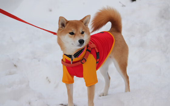 北欧神话对决沙漠之鹰，巴尔韦德一锤定音，芬兰险胜沙特锁定胜局
