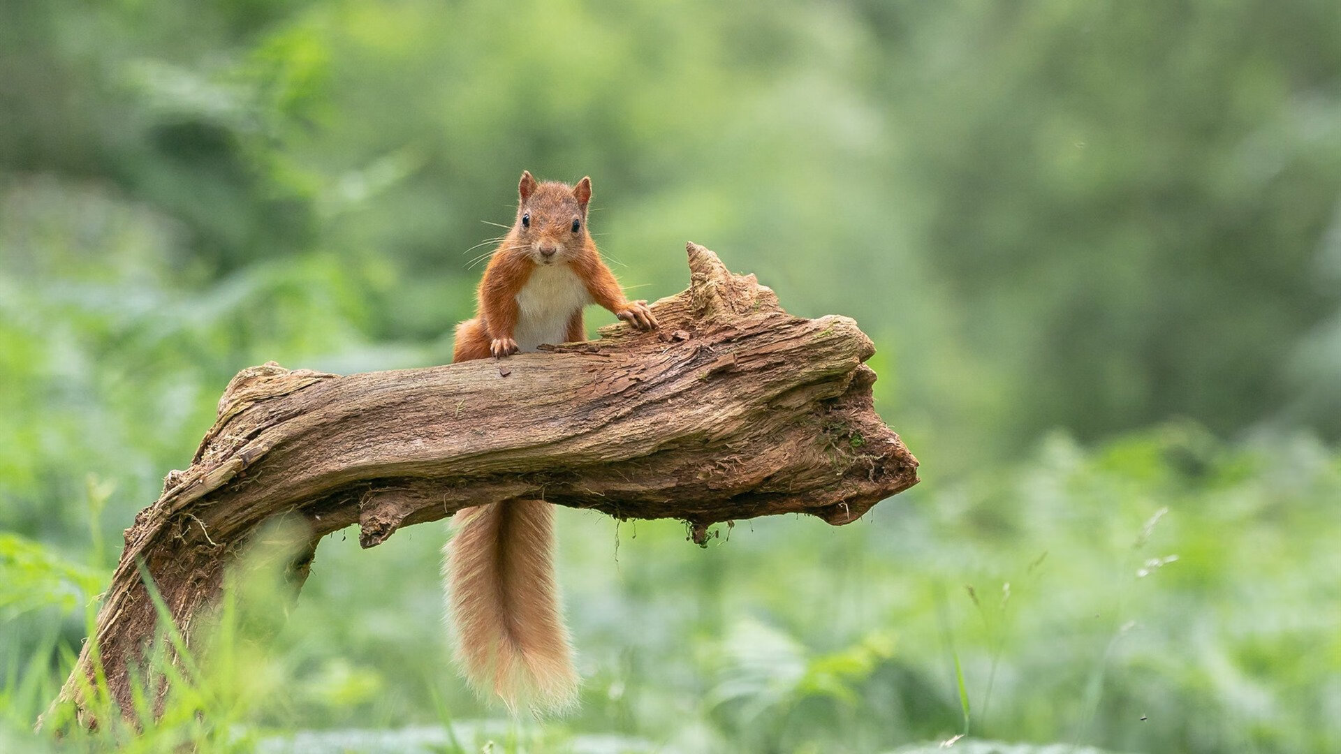 全面压制!约基奇全能演绎掘金哲学,老鹰多点开花诠释新式攻势