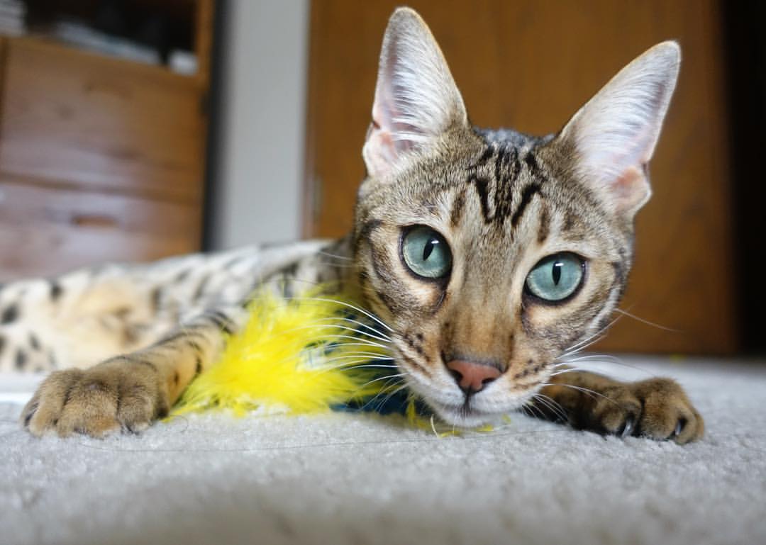 巨轮碾过落日余晖，快船三军用命，班凯罗铸就关键先生本色