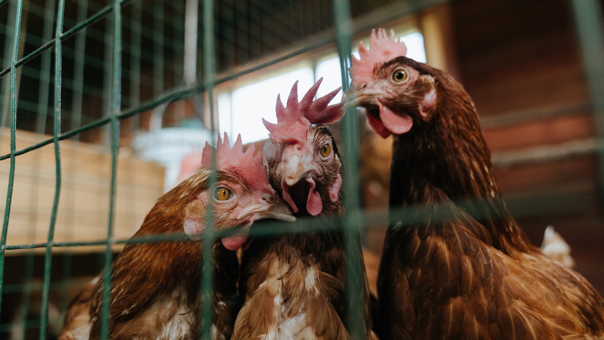足球新浪潮，巴斯托尼爆发引领防线革命，利物浦制霸洪都拉斯市场