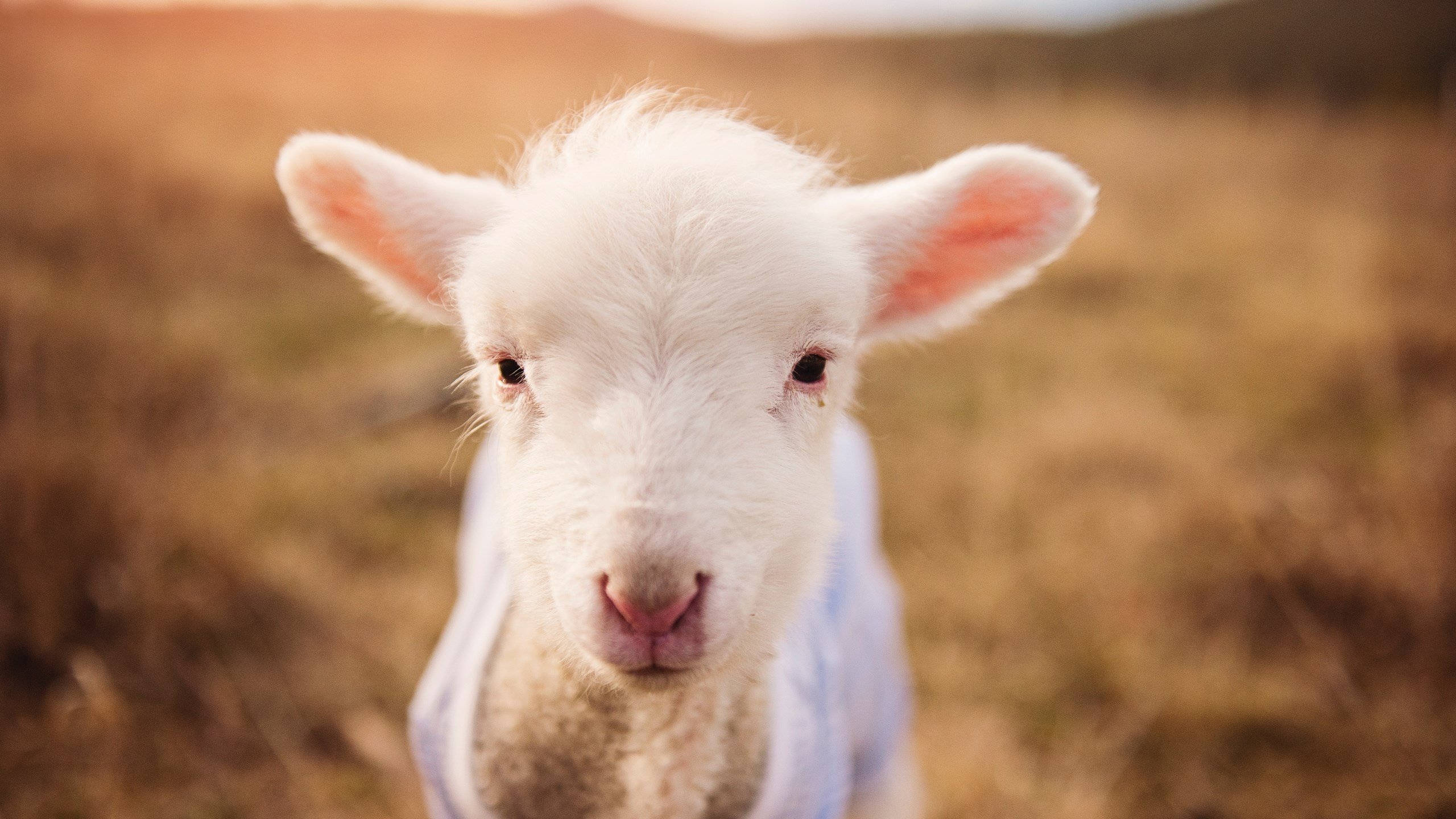 格列兹曼，璀璨星空下，那束最精准的法国星光