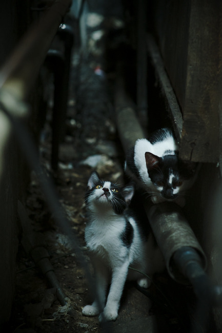 粉碎魔法的夜晚，当北京队陷入绝境，贝恩在沉默中爆发