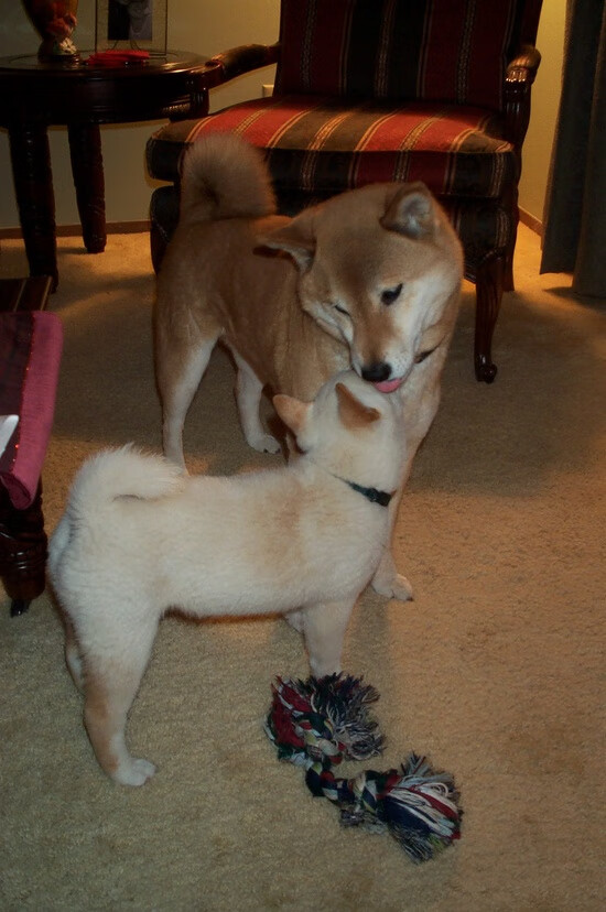 铁闸觉醒！楚阿梅尼化身中场主宰，突尼斯闪电战击溃委内瑞拉