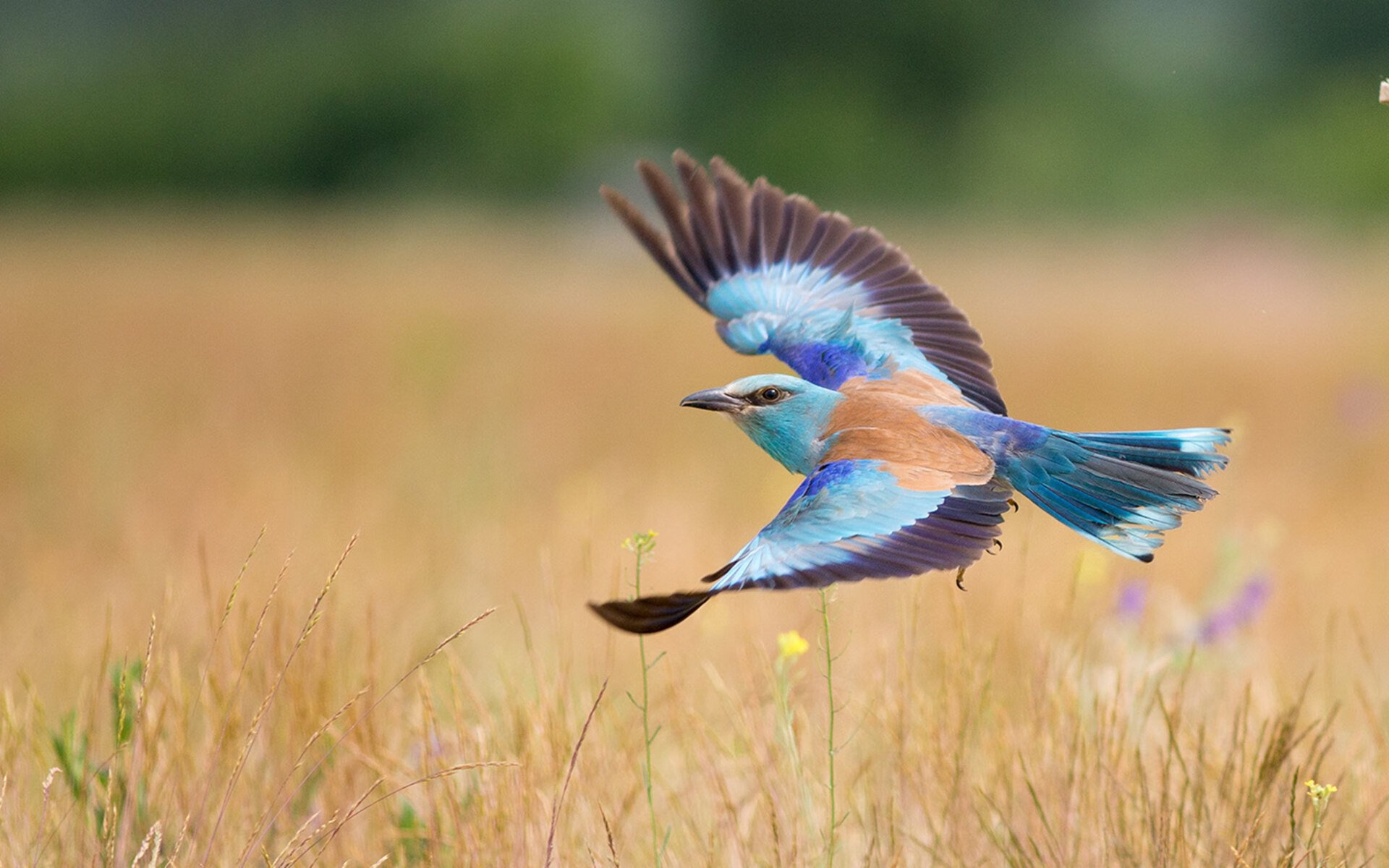 西亚卡姆利剑出鞘，天赋的碾压，还是战术的完胜？