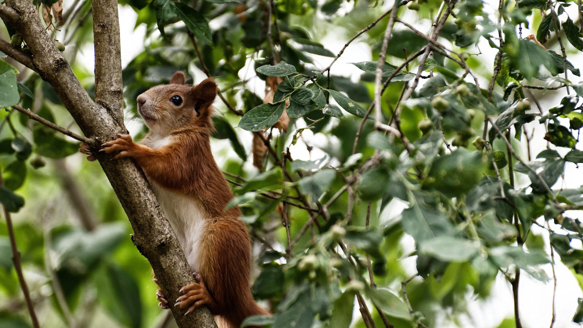 巴雷拉大师级调度让比赛提前失去悬念，瑞典风暴狂胜南非尽显豪门底蕴