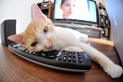 文班亚马连斩12分掀翻明尼苏达！爵士闪电战击溃森林狼双塔