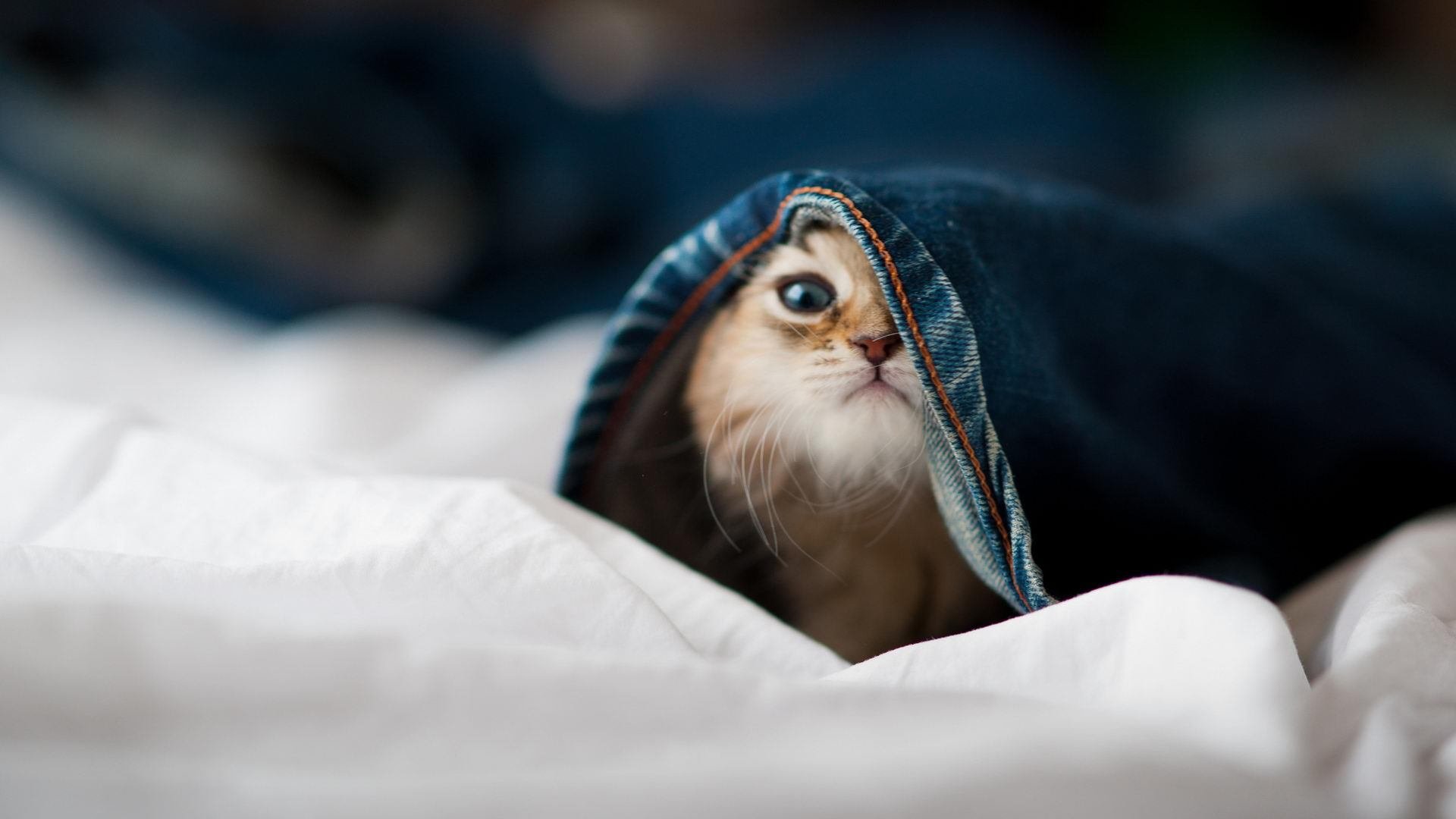 红袍交响曲，奥利维耶如何以节奏为弦，拨动全队胜利之音