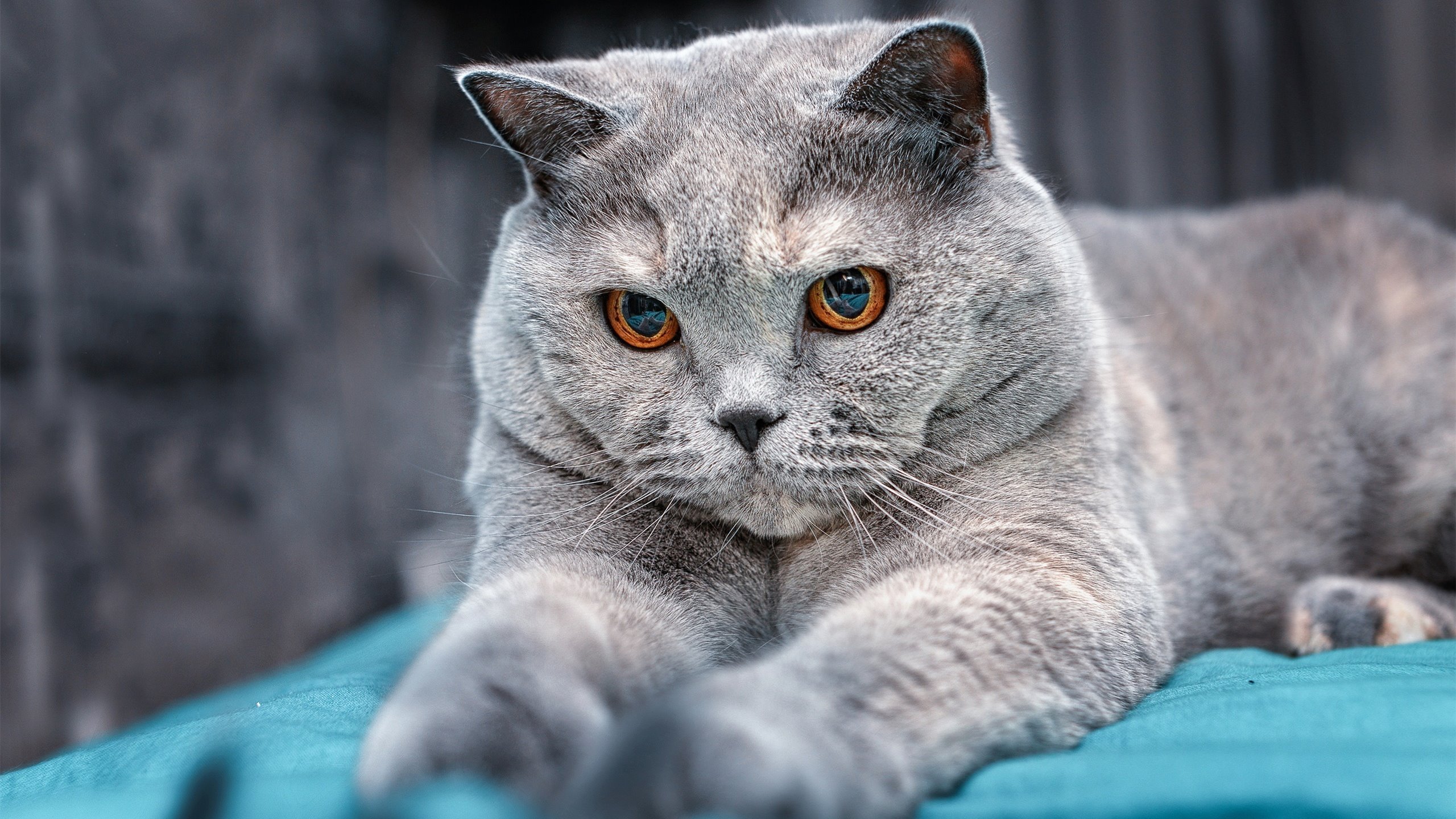 佛罗伦萨对阵牙买加,李刚仁的节奏完全掌控