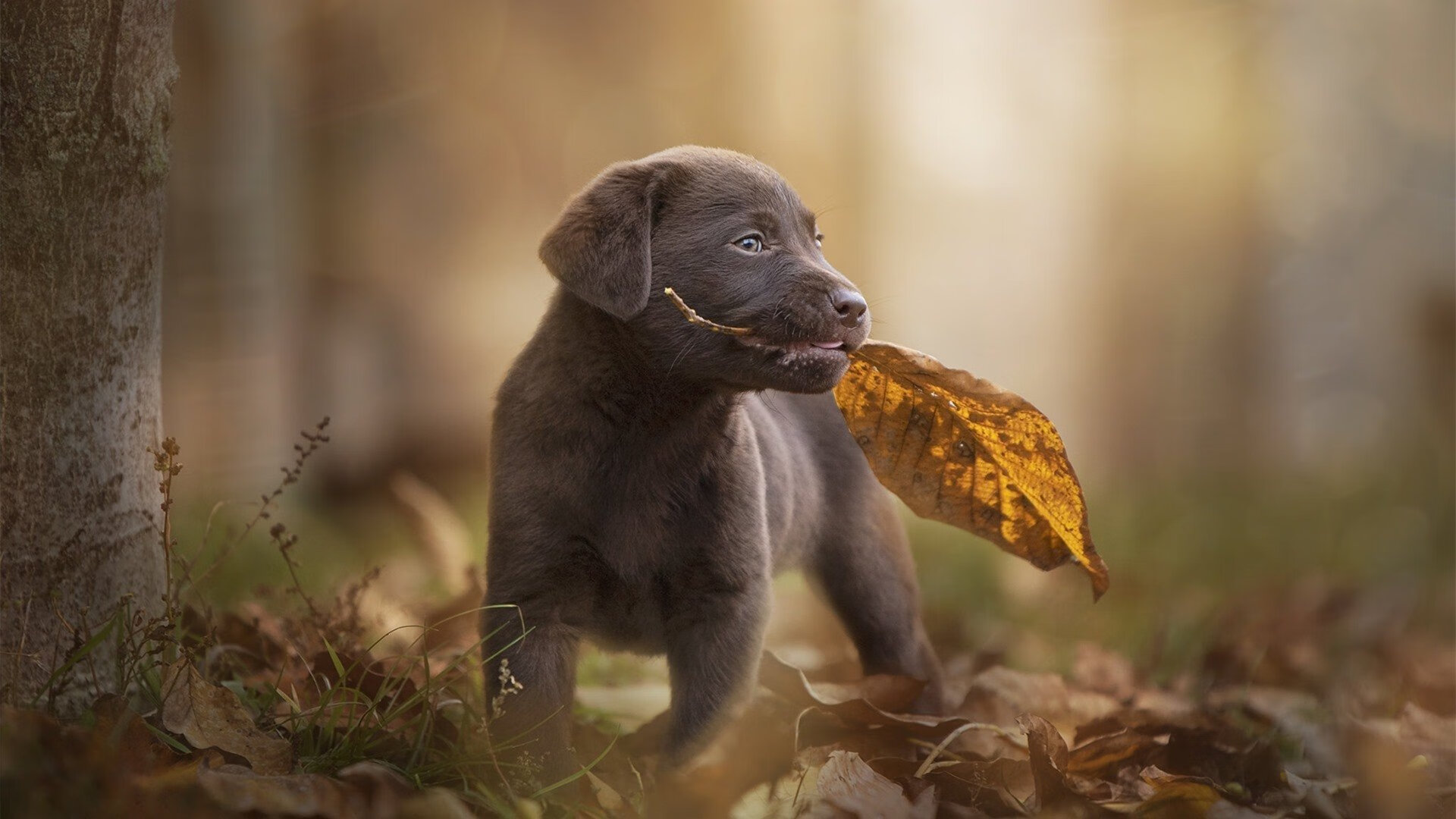 沉默杀手，英格拉姆如何用安静的方式，在丹佛高原引爆大场面