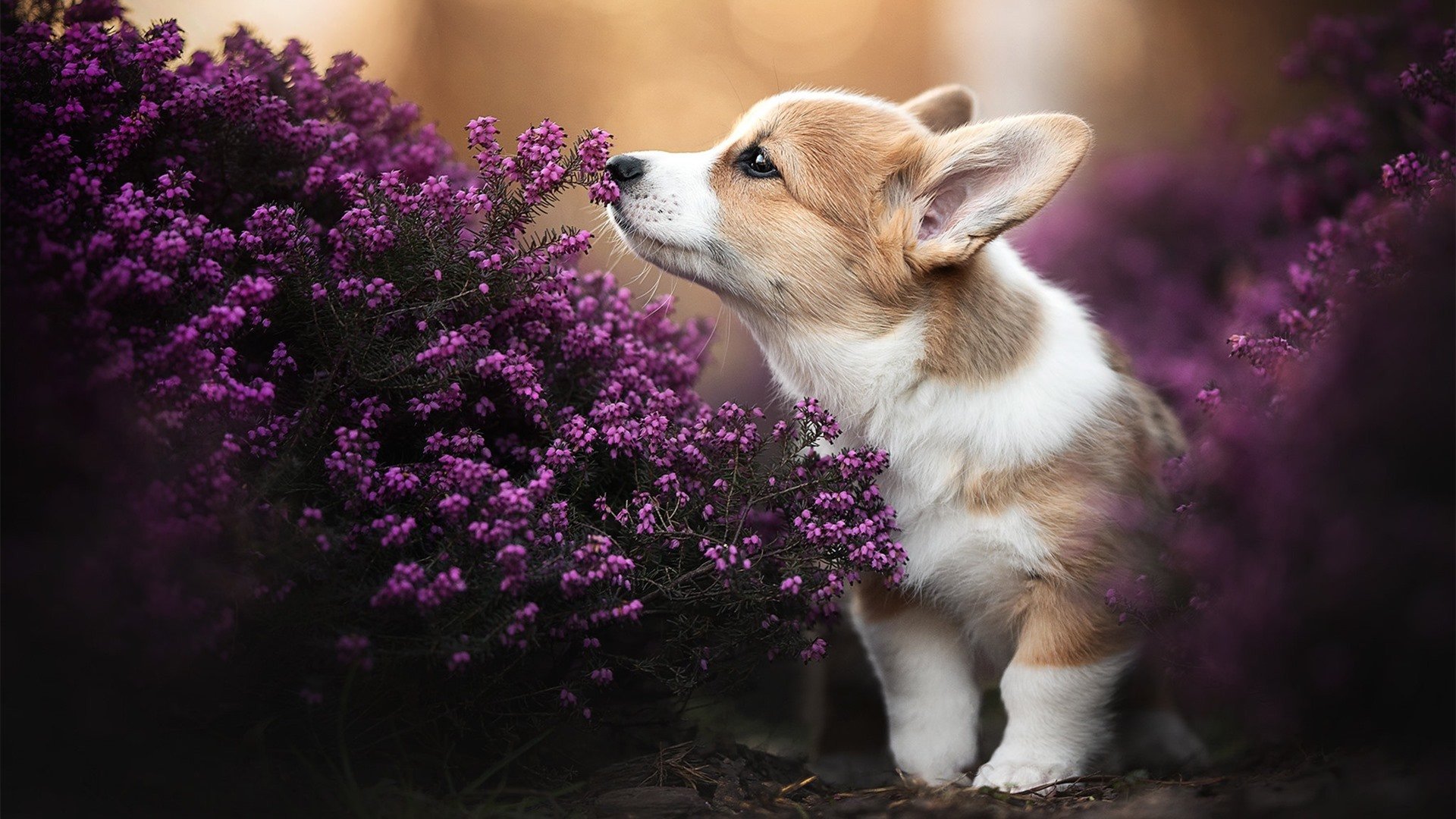 风暴中的新神，鹈鹕横扫马刺，班凯罗如何用意志撕裂剧本