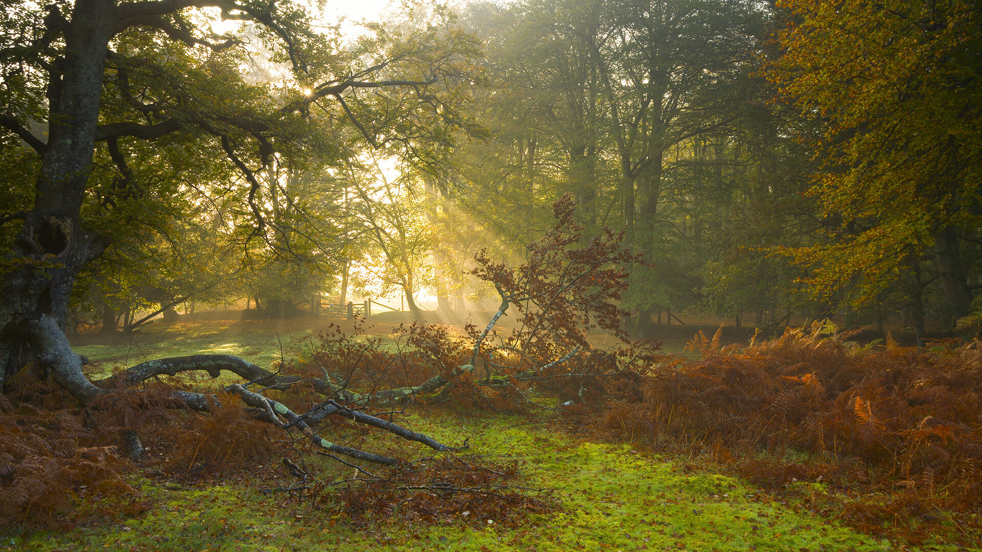 约基奇50分之夜难敌命运，魔术0.2秒奇迹撕碎太阳